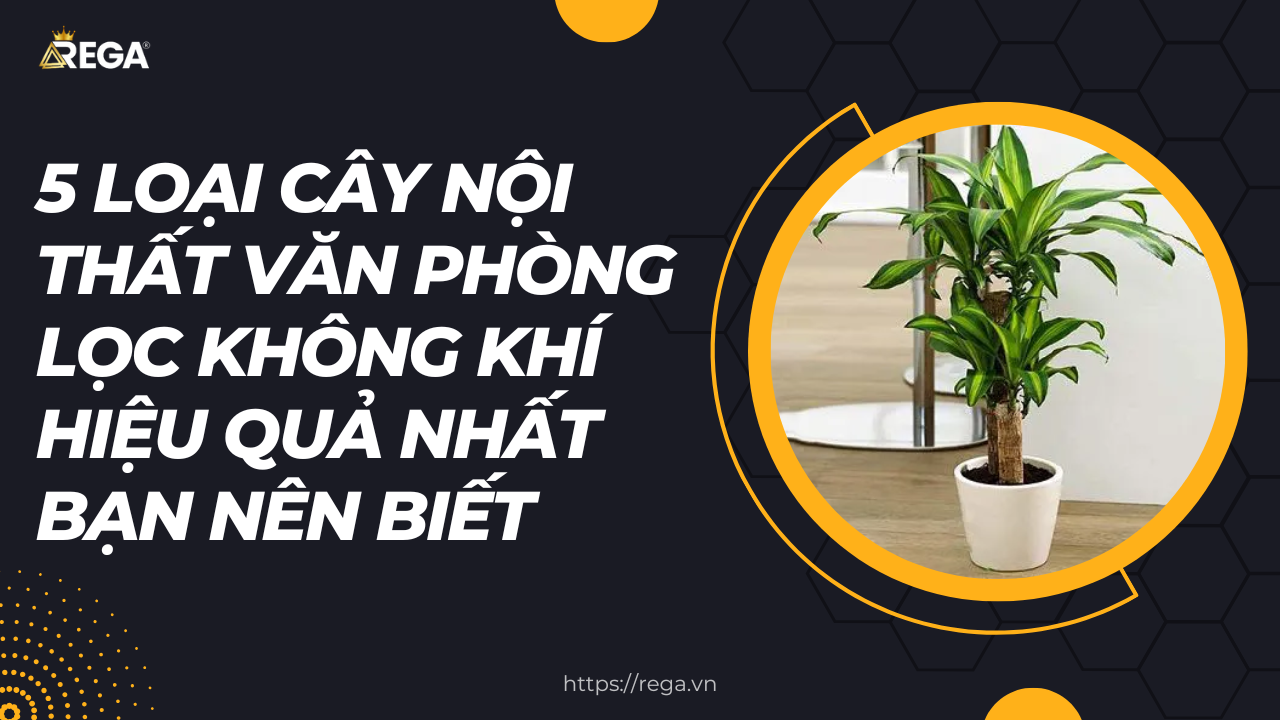 5 loại cây nội thất văn phòng lọc không khí hiệu quả nhất bạn nên biết