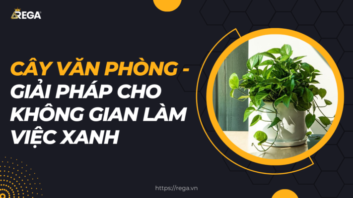 Ảnh nền cây văn phòng