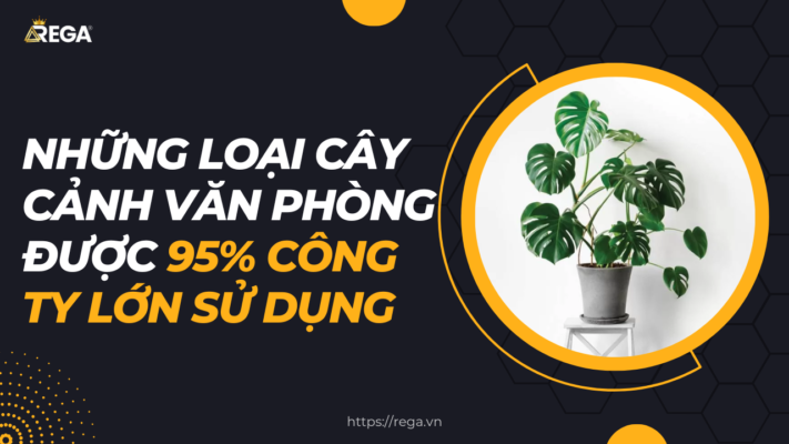 Avatar cây cảnh văn phòng