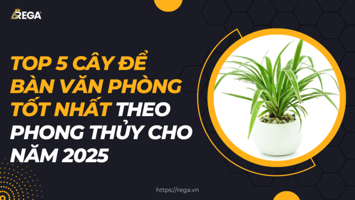 Top 5 Cây Để Bàn Văn Phòng Tốt Nhất Theo Phong Thủy Cho Năm 2025