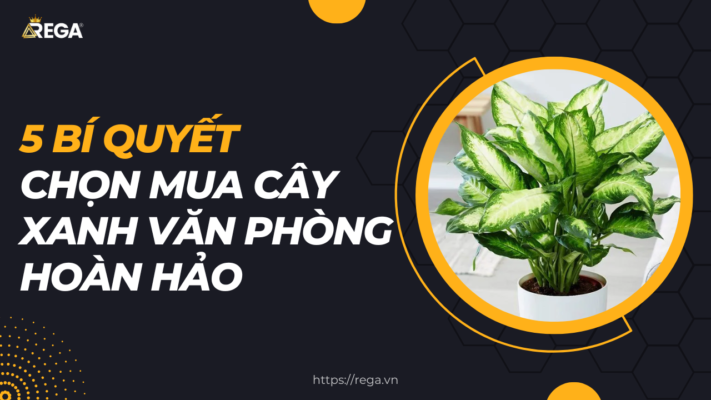 Ảnh nền bí quyết chọn mua cây xanh văn phòng