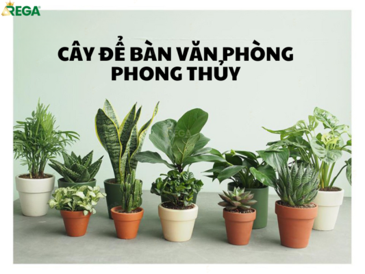 Cây để bàn văn phòng phong thủy