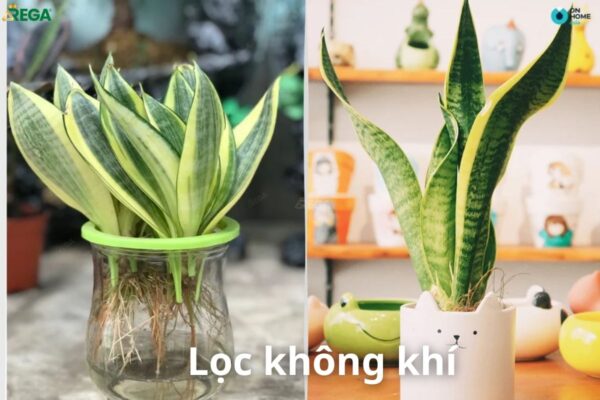 Cây văn phòng lọc không khí