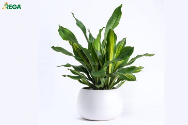 Cây Thiết Mộc Lan (Dracaena)