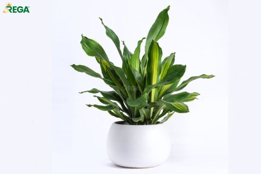 Cách Trang Trí Cây Để Phòng Khách Vừa Đẹp Vừa Hợp Phong Thủy Lựa Chọn Phù Hợp Với Không Gian và Phong Cách Sống