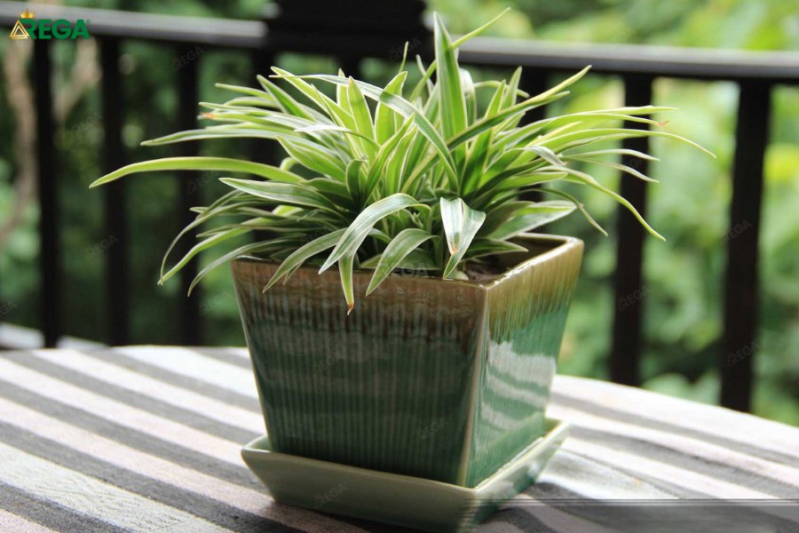 Cách Trang Trí Cây Để Phòng Khách Vừa Đẹp Vừa Hợp Phong Thủy Giải Đáp Thắc Mắc Thường Gặp (FAQ)