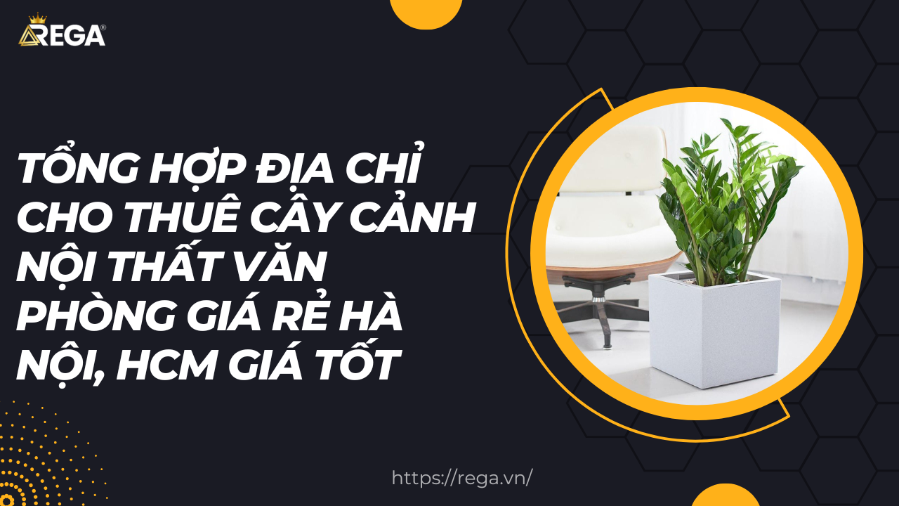 Tổng Hợp Địa Chỉ Cho Thuê Cây Cảnh Nội Thất Văn Phòng Giá Rẻ Hà Nội, HCM Giá Tốt