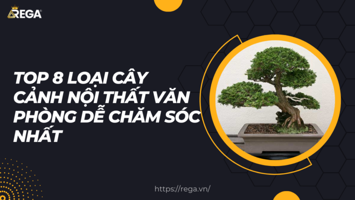 Top 8 Loại Cây Cảnh Nội Thất Văn Phòng Dễ Chăm Sóc Nhất