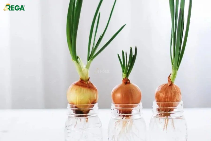 Công Dụng Của Việc Để Hành Tây Trong Phòng Ngủ Là Gì? Thực Hư Về Công Dụng Của Việc Để Hành Tây Trong Phòng Ngủ